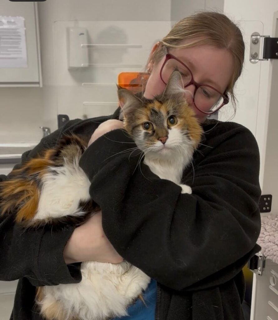 ophelia the cat at the vets