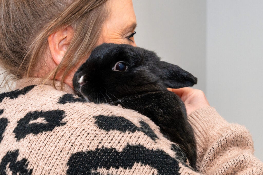 Rabbits at vets