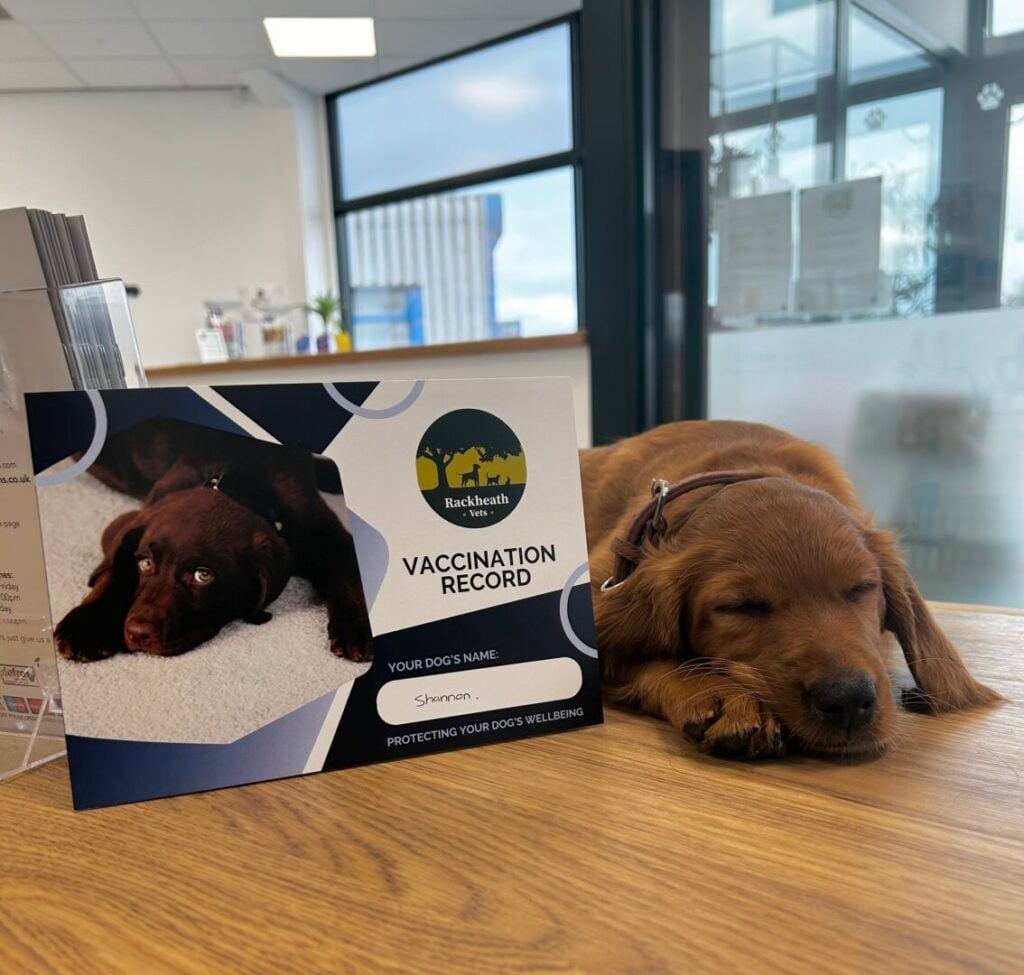 shannon next to vaccination record at vets