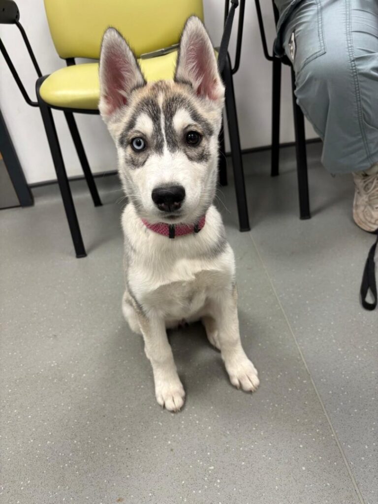 tala the dogs at vets