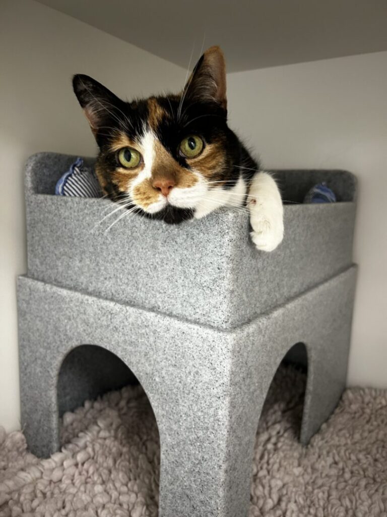 tinkerbell the cat at vets