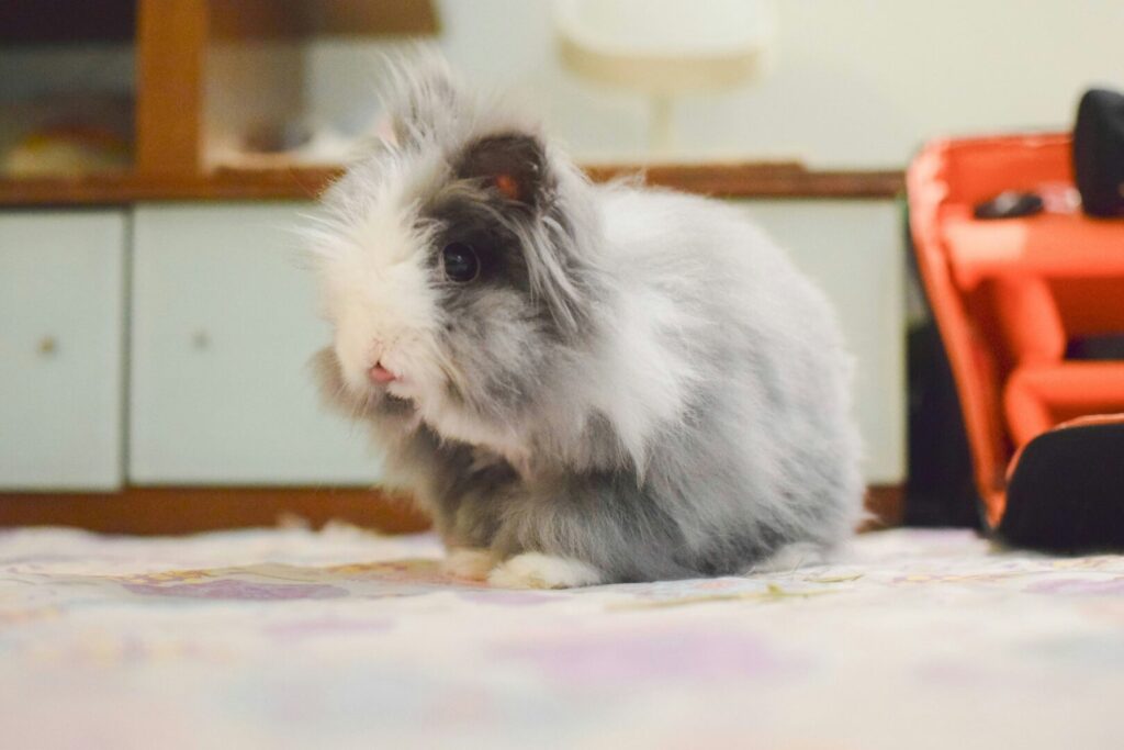 guinea pig at vets