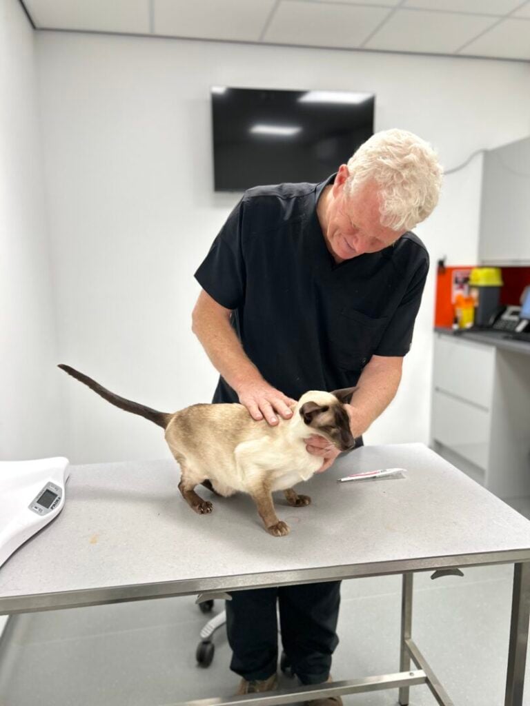 chris and cat