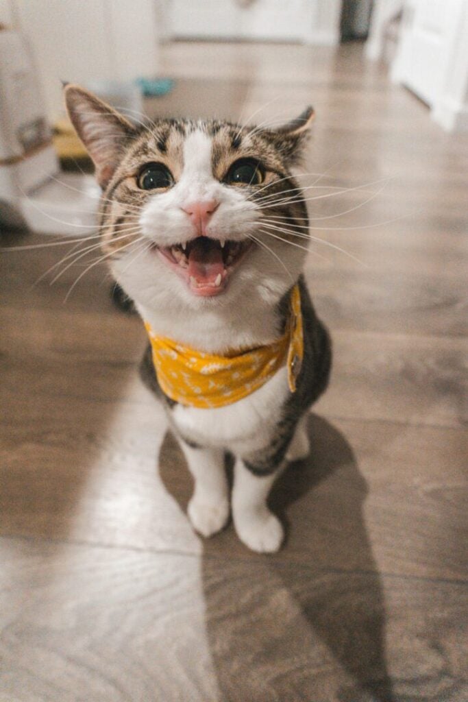 hissing cat