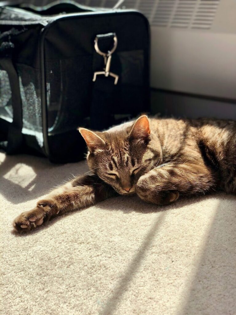 cat sleeping