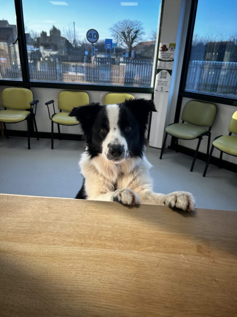 ned the dog 2