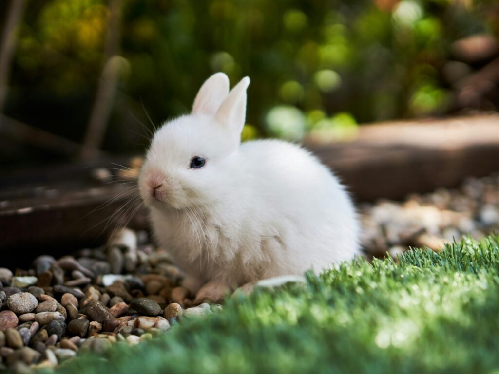 white rabbit