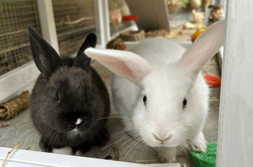 rabbit at vets
