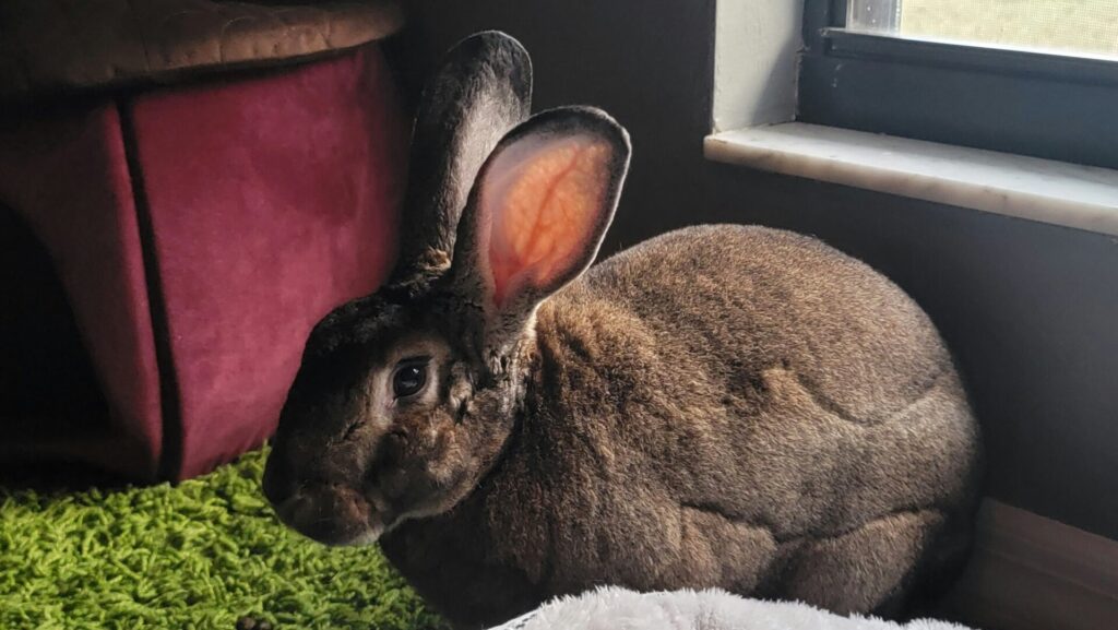 rabbit