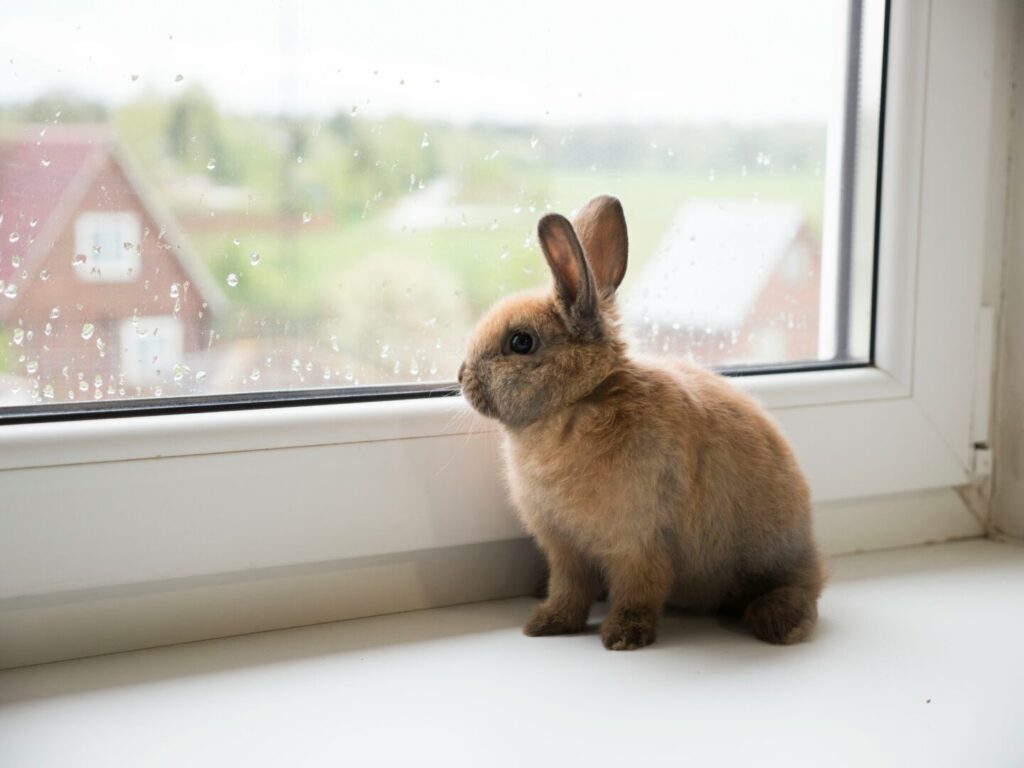 rabbit looking out of window