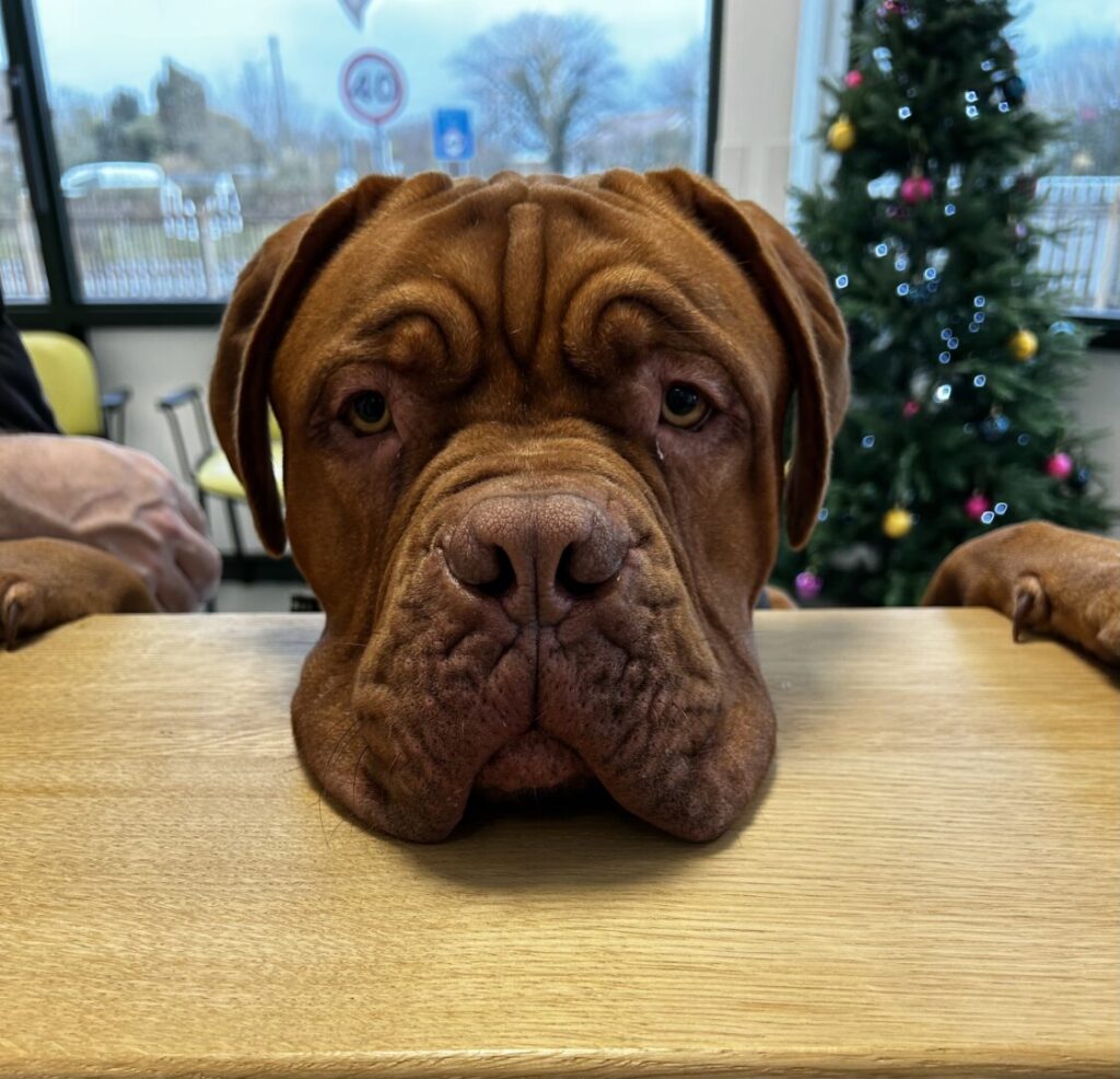 albie the dog