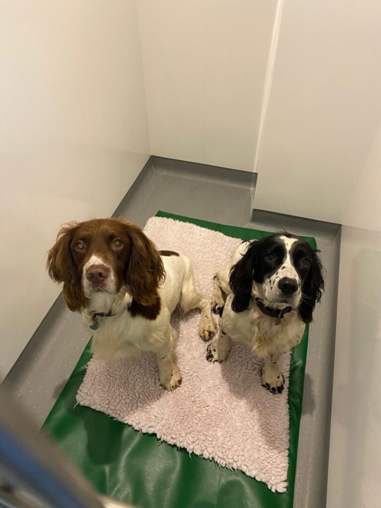 2 dogs