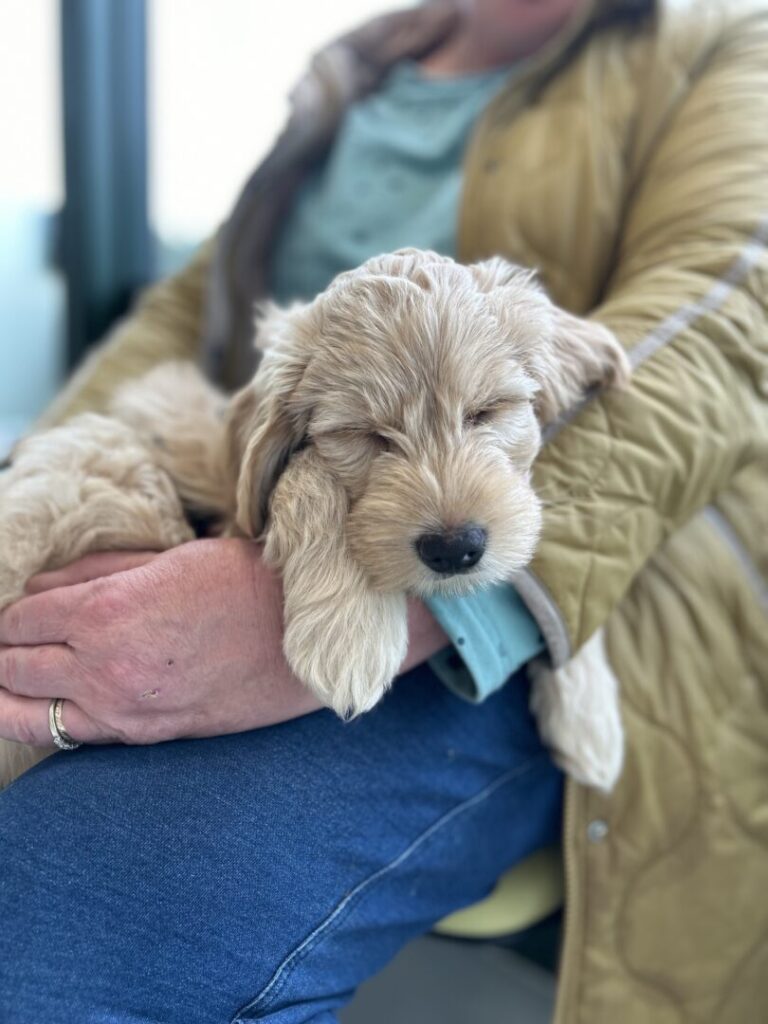 bertie the pup
