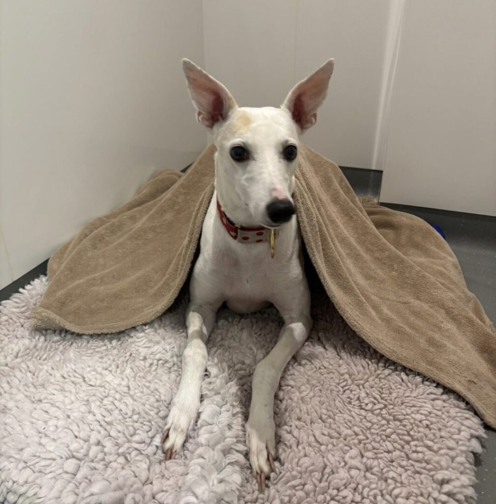 blossom dog
