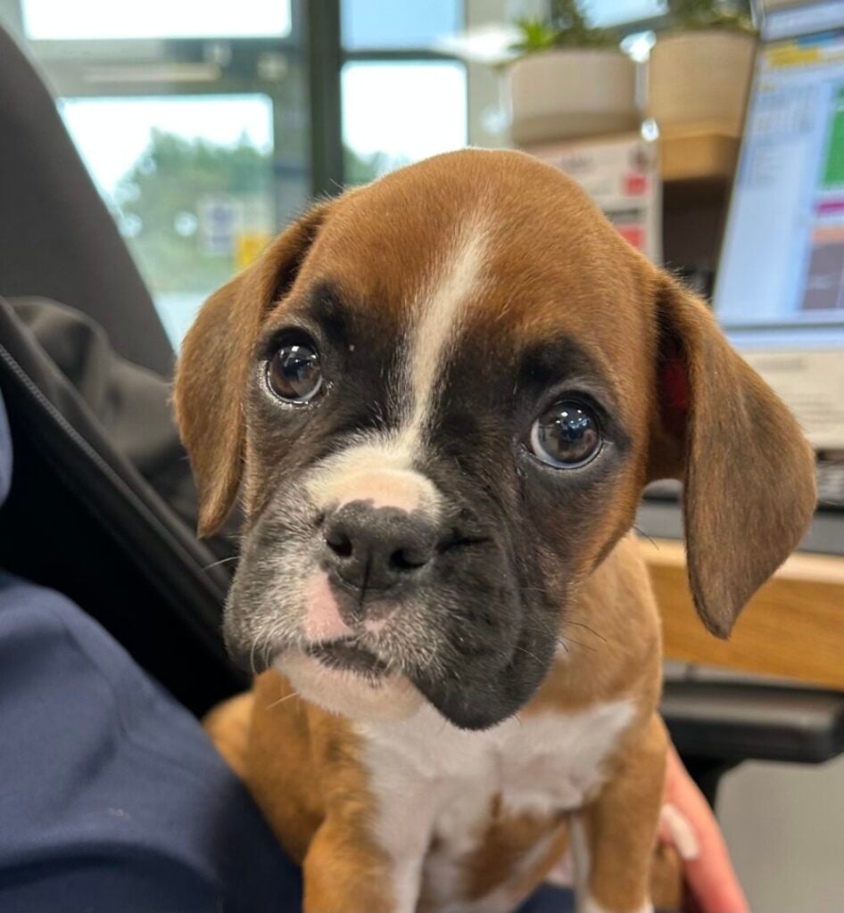boxer puppy