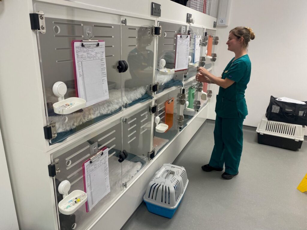 cat ward at rackheath vets