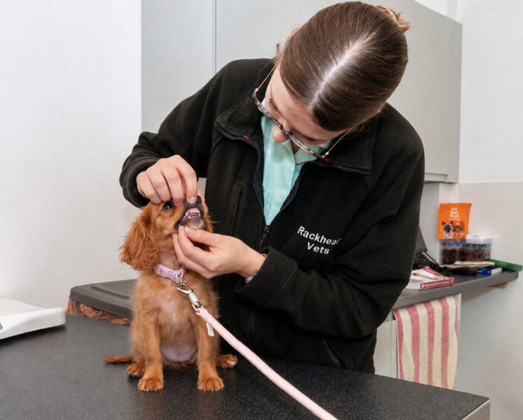 puppy dental check at rackheath vets in norwich