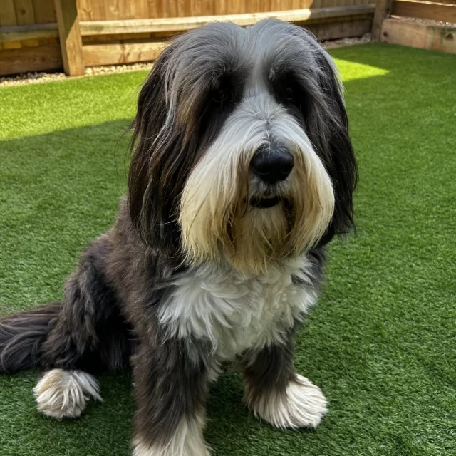 💚 Meet Bella 💚

Beautiful Bella enjoyed the sunshine in our garden while she was waiting to be seen by the vet.

She came in to see us for  X-rays as her owner noticed that Bella was not weight bearing on back right leg ☹️ 

 #animalxrays #petlove #xrays #freshair #beardedcollie #beardedcollie #beardedcolliegirl #beautifulgirl #sorelegstoday #vets #independentvets #norwich #sunshine