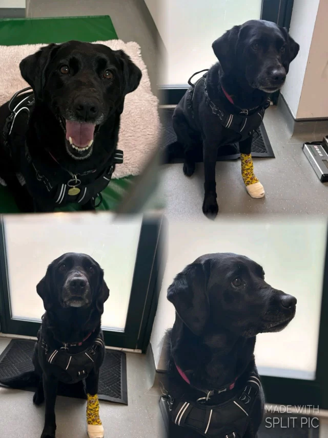 Beautiful Polly came in to have a torn claw removed and was such a brave girl! 

She enjoyed lots of fuss and went home wearing a fun and colourful bandage to protect her claw and we think she looks fabulous! 💚🐾💚

 #ouch #tornclaw #lookingpretty #prettybandage #bravegirl #whatatrooper #vets #independentvets #norwich